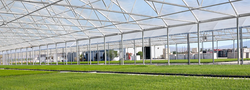 vegetable transplants in greenhouse